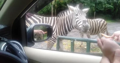 Berinteraksi Langsung dengan Hewan-Hewan di Taman Safari