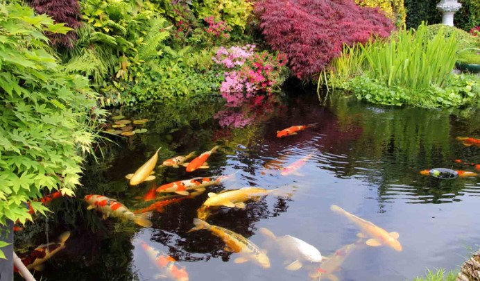 20 Essential Tools for Large Fish Pond Cleaning